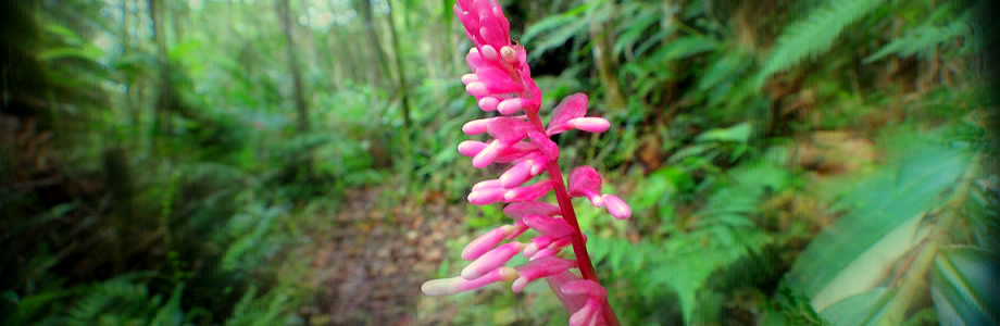 Foresta Nubosa de Cachote  Barahona République Dominicaine