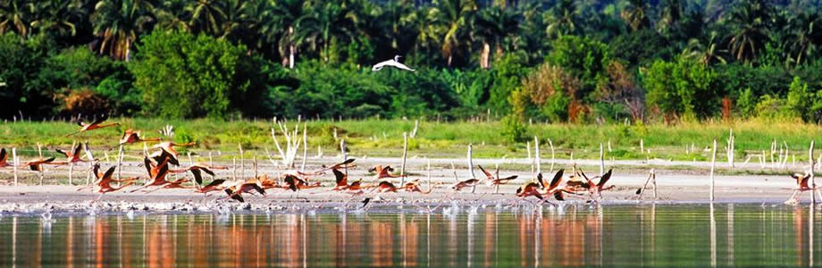 Lago Enriquillo Barahona République Dominicaine